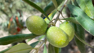 ANATOLiVAR - Anadolu’da Zeytin Üreticisi Toplulukların Güçlendirilmesi Projemiz Başladı
