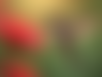 Tips for Stunning Hummingbird Photography - Bird Photography Tips