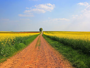 גיליון מאי 2021