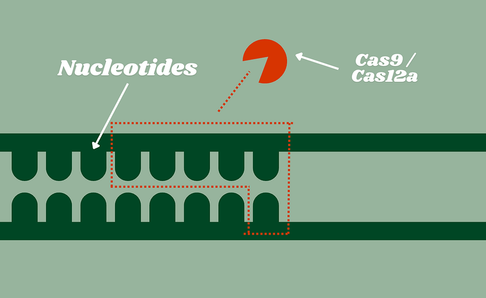 Image not to scale (Cas9 and Cas12a can cut many, many more nucleotides than this) --> Red Line indicates where Cas cuts