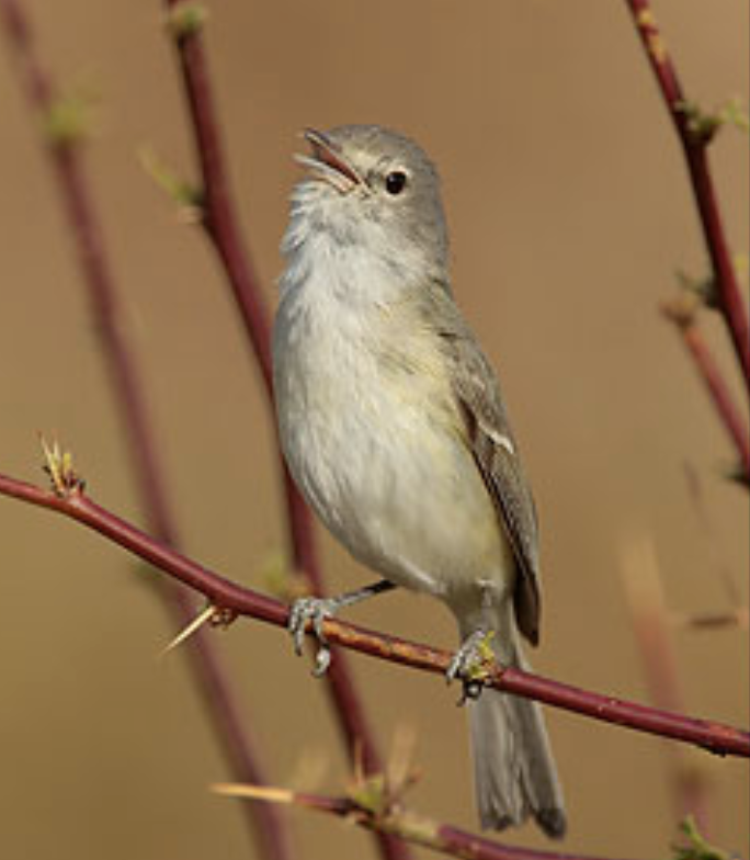 Species Spotlight Least Bell's Vireo