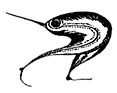 FishWalkingSmall_edited_edited.png