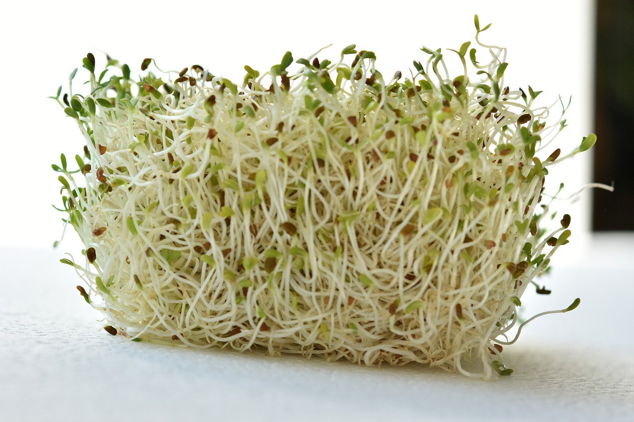 Alfalfa in pregnancy
