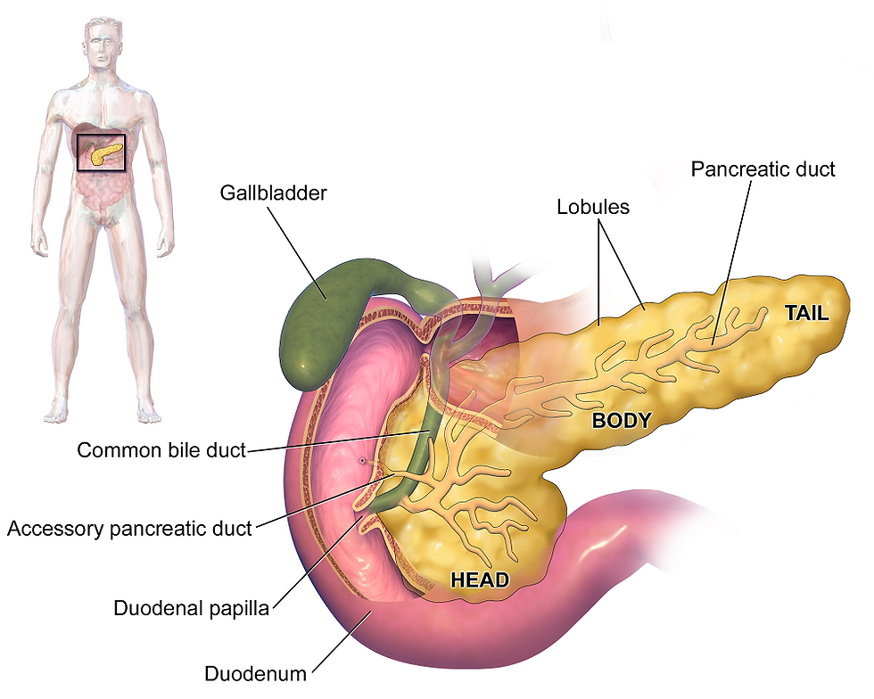 rak gušterače, pancreatic cancer