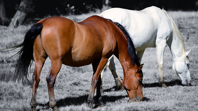 We make space for Nature-9.png