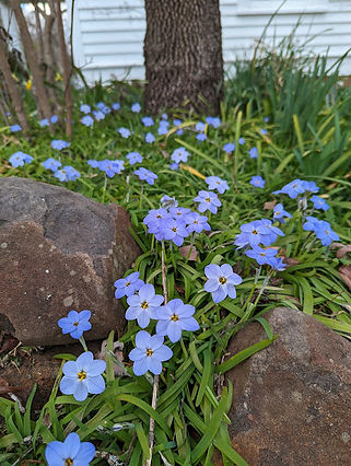 Ipehion 'Rolf Fiedler' taking over my mom's garden (Feb 2024)