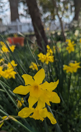 'Campernelle'