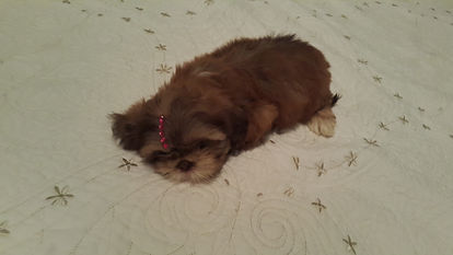 shih tzu na taquara; shih tzu no rio de janeiro; shih tzu no brasil; filhote de shih tzu; filhote; canil de shih tzu; canil; sobre a raça; sobre shih tzu; tudo sobre shih tzu; como e o shih tzu; hana; cachorrinho; mini shih tzu; filhotes disponiveis