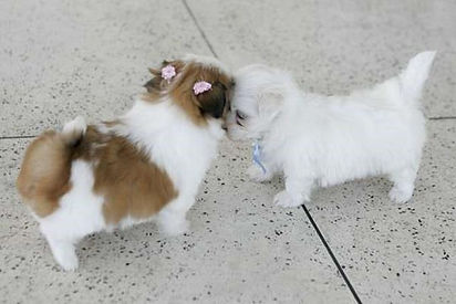 shih tzu na taquara; shih tzu no rio de janeiro; shih tzu no brasil; shih tzu; filhote de shih tzu; cachorro raro; shih tzu raro; filhote; canil de shih tzu; canil; sobre a raça; sobre shih tzu; tudo sobre shih tzu; como e o shih tzu; hana; cachorrinho; mini shih tzu; filhotes disponiveis