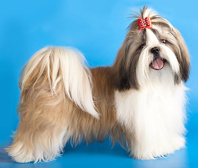 shih tzu lindo; shih tzu raro; shih tzu exposição; shih tzu pequeno; shih tzu femea; shih tzu macho; shih tzu adestramento