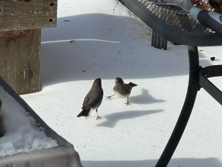 Four Simple Ways to Support Wildlife, Forests, and Water