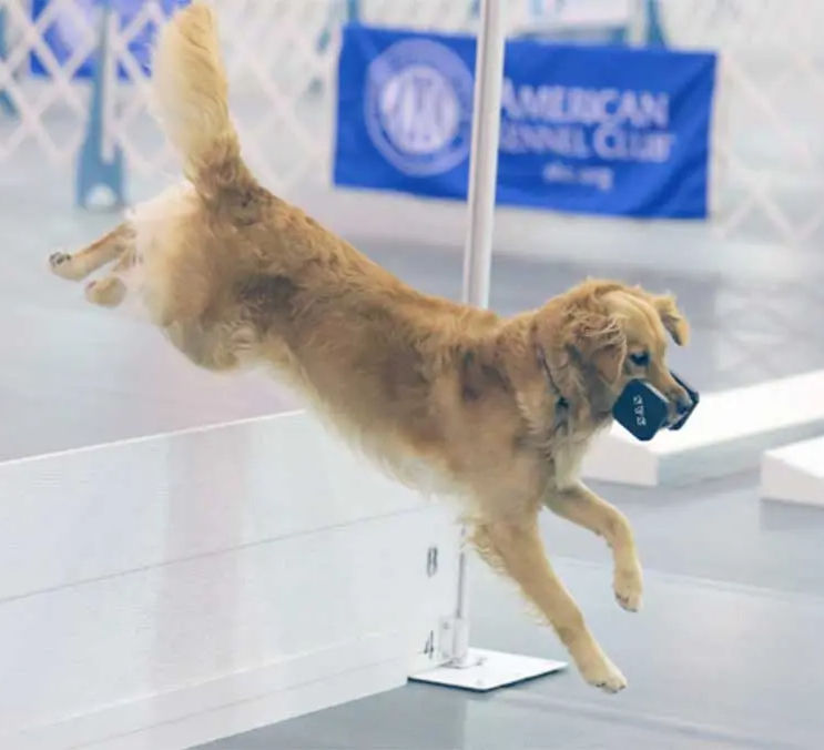 Golden Retriever Rally and Obedience Trials