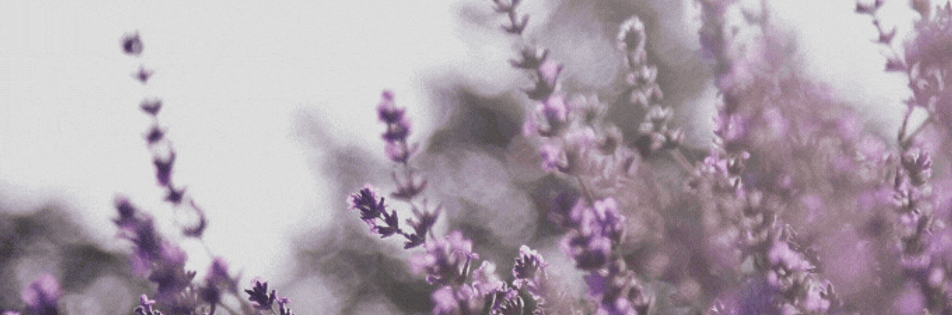 lavender-gif.gif