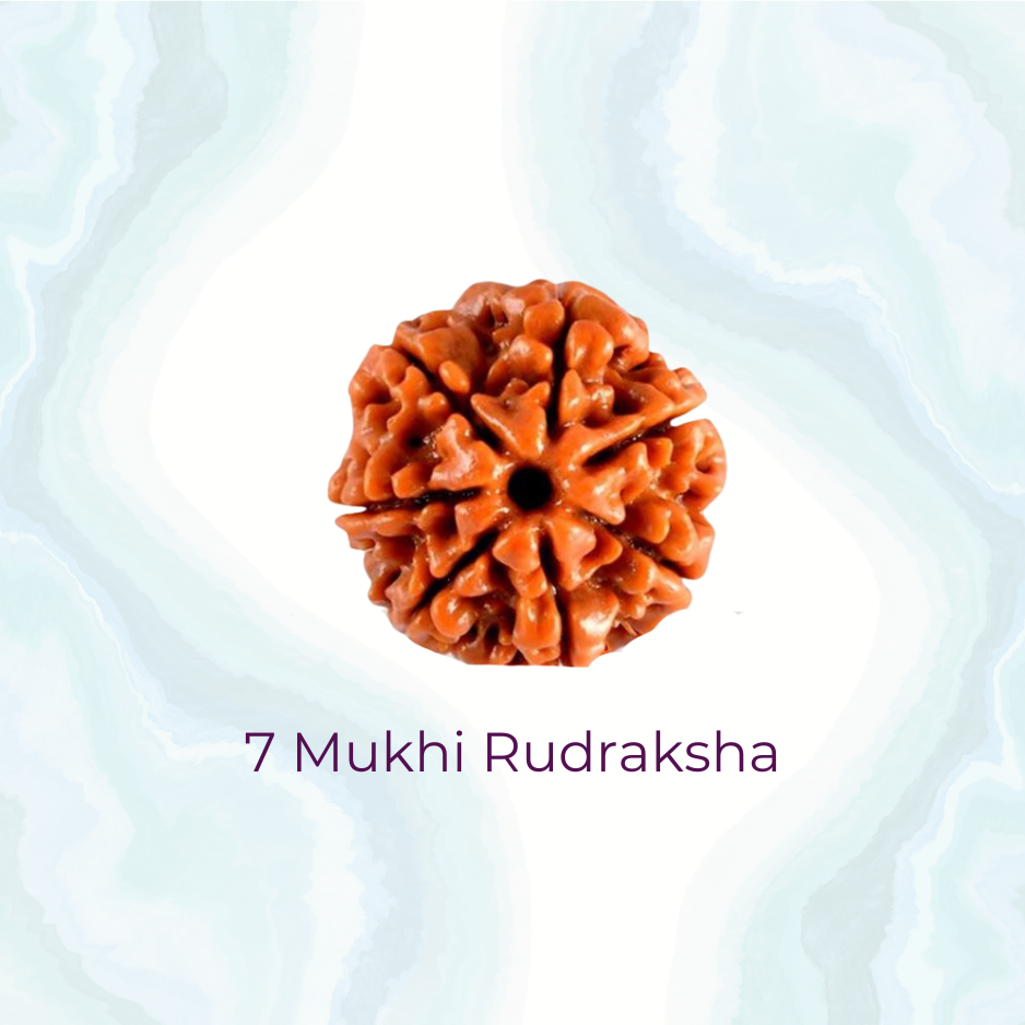 7 Mukhi Rudraksha