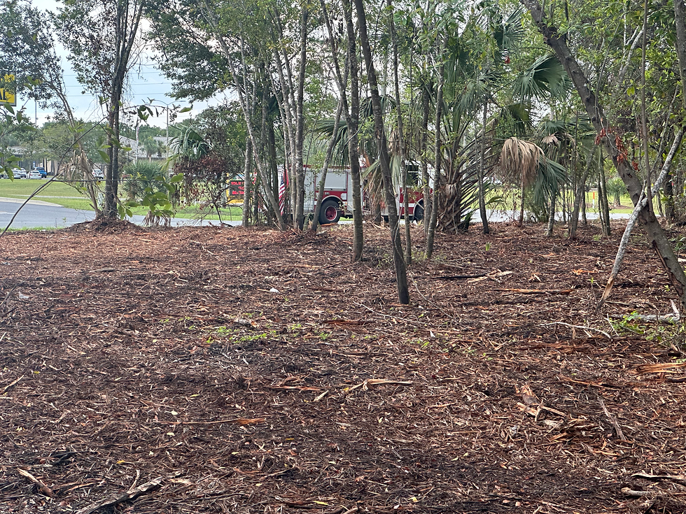 Bobcat skid steer forestry mulching a lot