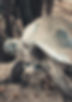 Turtle 1.jpeg