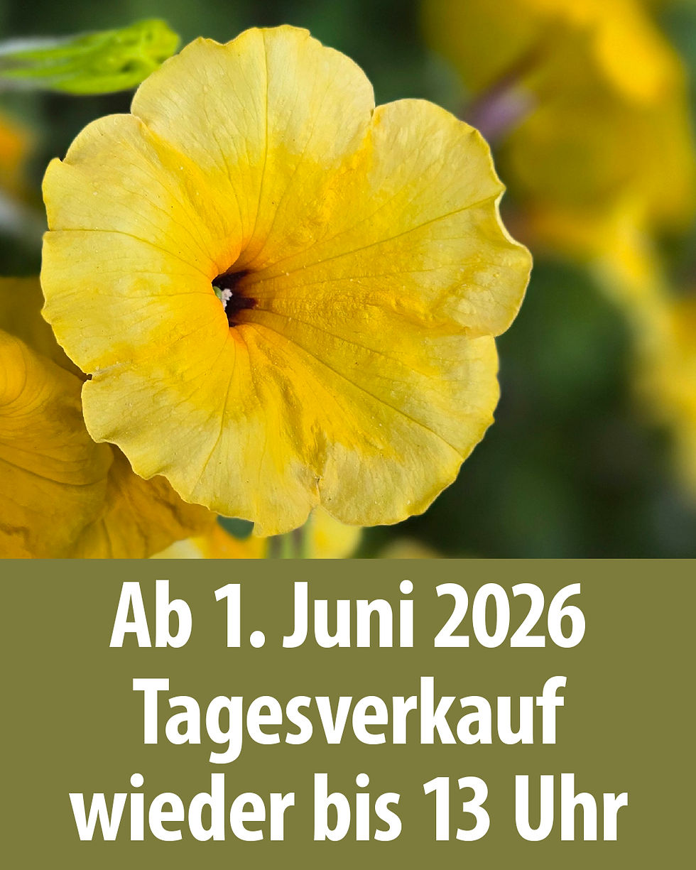 Tagesverkauf_bis_13Uhr