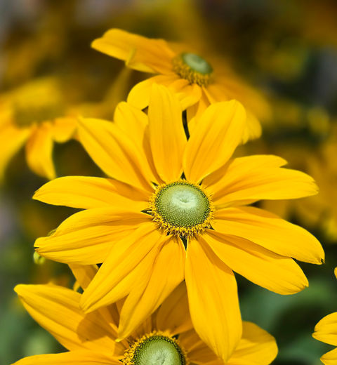 Das leuchtende Gelb der Blüte ist ein fröhlicher Blickpunkt im Beet.