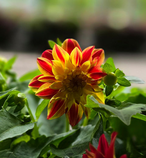 Foto einer gelb-roten Dahlienblüte im Gegenlicht aufgenommen.