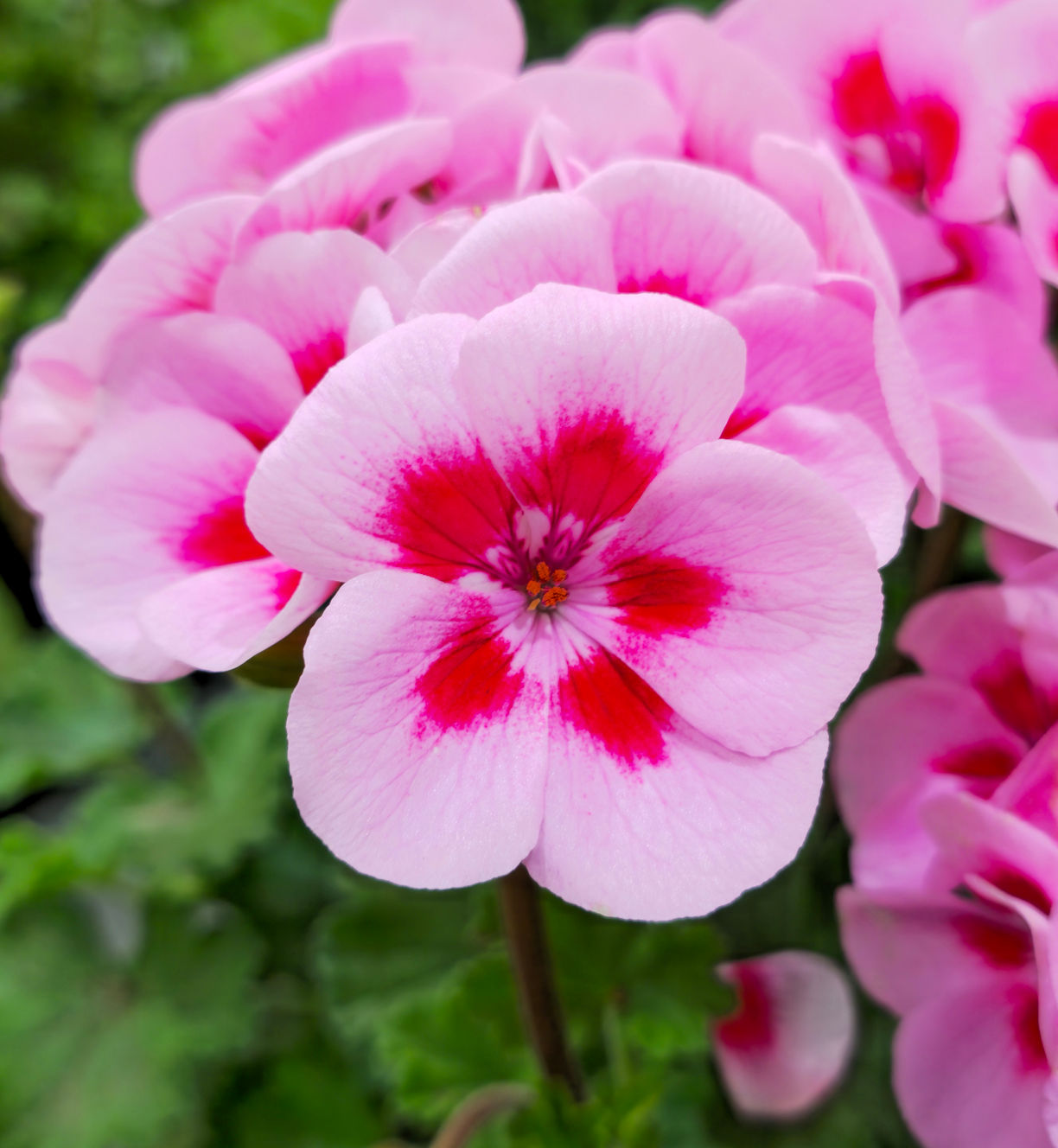 Nahaufnahme einer Geranienblüte in rosa/pink