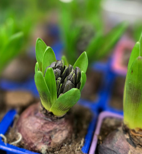 Die Hyanzinthe steht im Vordergrund, in der Tiefenschärfe sieht man weitere Hyazinthen.