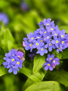Myosotis ist besser unter dem Namen Vergißmeinnicht geläufig.