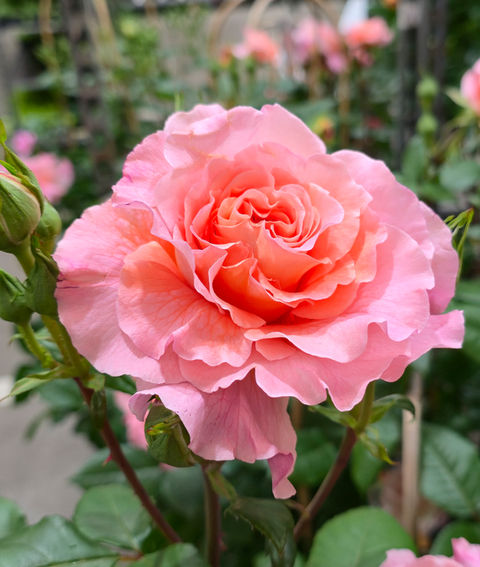 Strauchrosen sind beliebte Gartenpflanzen