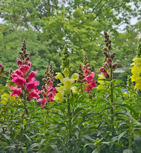 Das Löwenmäulchen (Antirrhinum majus) gehört Familie der Wegerich-gewächse. Beim Zusammendrücken der farbenfrohen Blüten öffnen sich diese wie ein kleines Maul.
