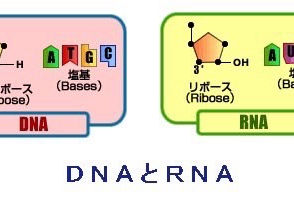 人類は宇宙から作られた!?
