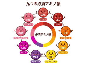 【身体づくりをするなら大崎市古川で!必須アミノ酸の役割と効果を解説!】