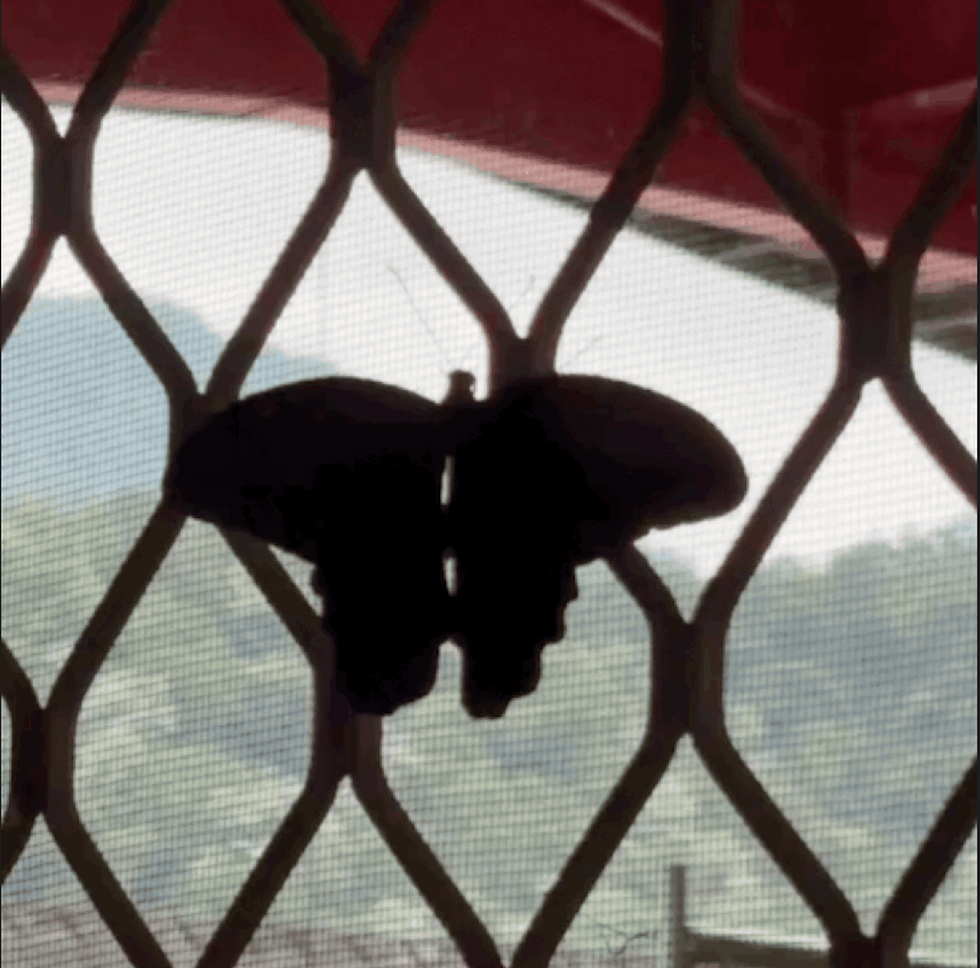 每週一信EP.339【前往社區的一天!突發昏倒、間諜刺蔥小籠包|崗給原住民永續發展協會-】