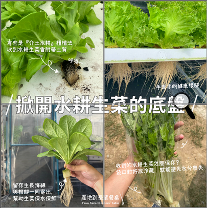 【#食農調查員|掀開水耕生菜的底牌:保留了根部,新鮮的像是從農場剛收成一樣!收到後怎麼保存比較好?】#蔬菜保鮮