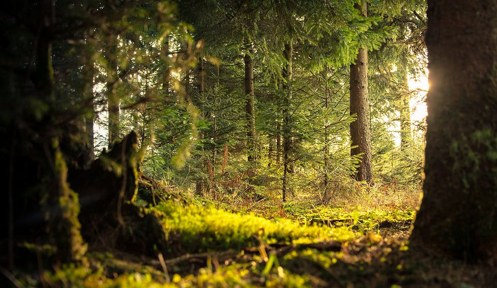 If you go down to the woods today Selfloveselfcaresystem