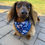 Thumbnail: Star Spangled Dogs - Over The Collar Dog Bandana