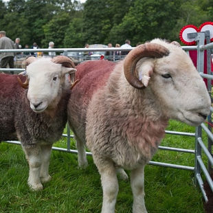 7th September 2025 - Loweswater Show