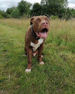 Dog Walking King
