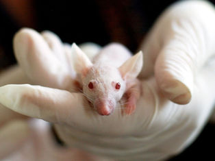A white mouse with red eyes is gently held in gloved hands against a dark background, suggesting a calm and careful handling.