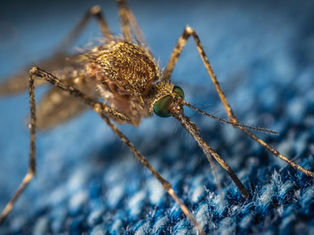 Insect Bioweapons – A Deep Dive Into The Emerging Insect Allies Frontier