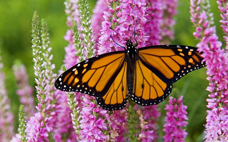 MonarchButterfly.jpg