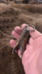 norse design on red deer antler prong