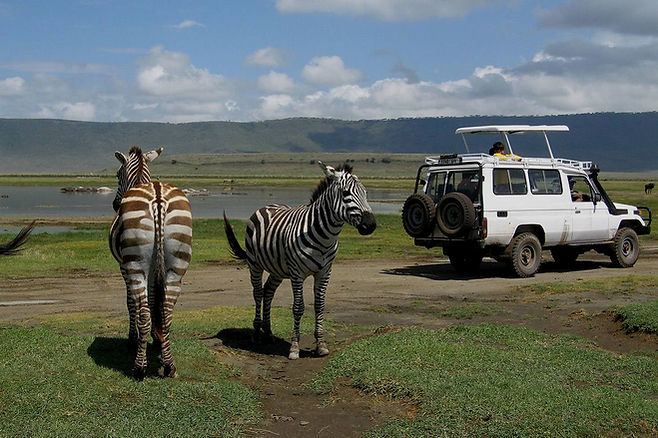 Two zebras standing near a private safari vehicle as guests enjoy a game drive during a 2-day luxury safari from Zanzibar