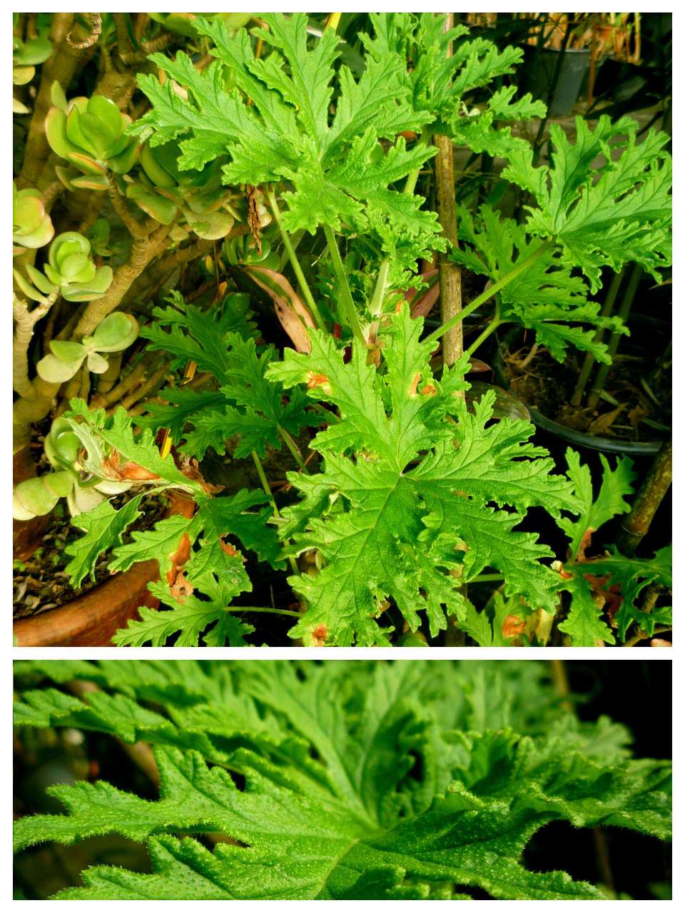 Géranium Odorant