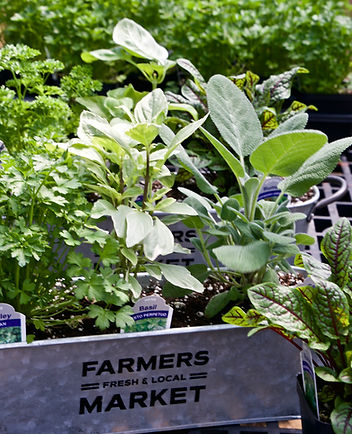 herb wellness programs