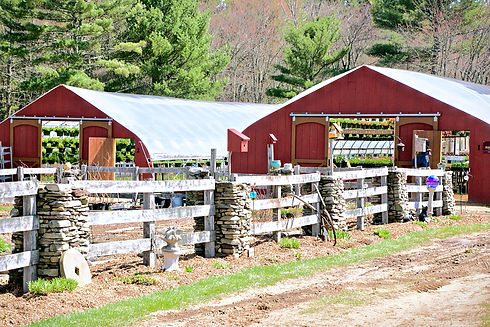 light greenhouses.jpeg