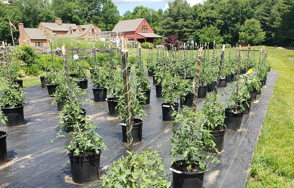 Tomatoes growing in containers