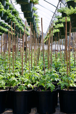 patio container tomatoes