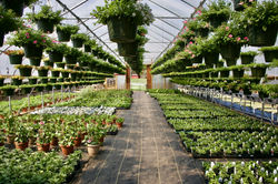 foster ill farm greenhouse 2