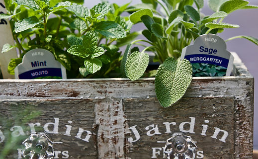 mojito mint favorite mint