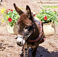 training donkeys vs training horses