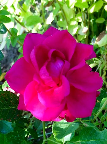 fushia rose